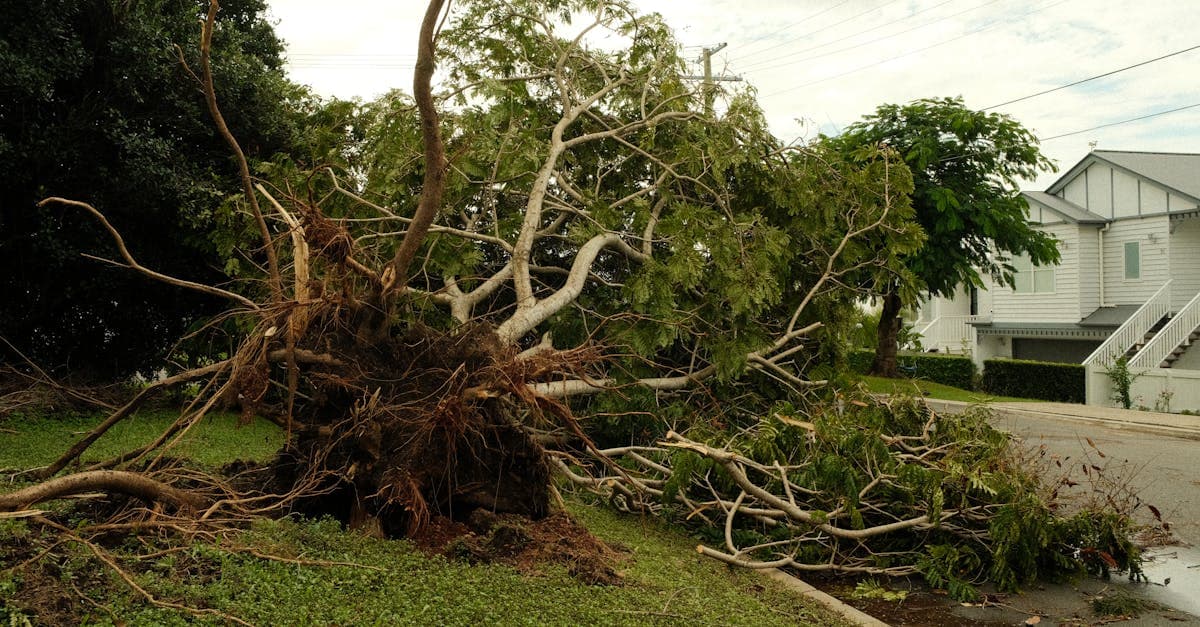 Cover Image for Tree Falls on Your House: What Insurance Covers